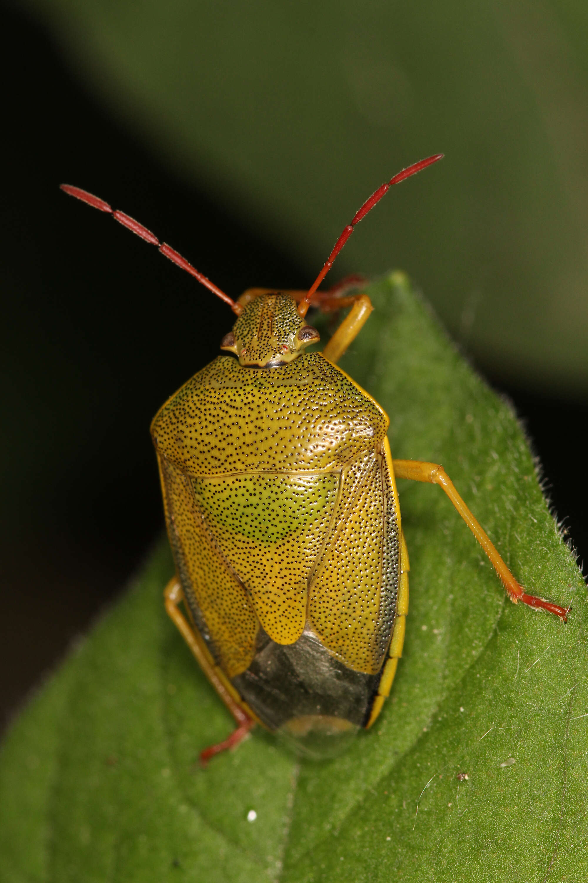 Image of Piezodorus lituratus (Fabricius 1794)