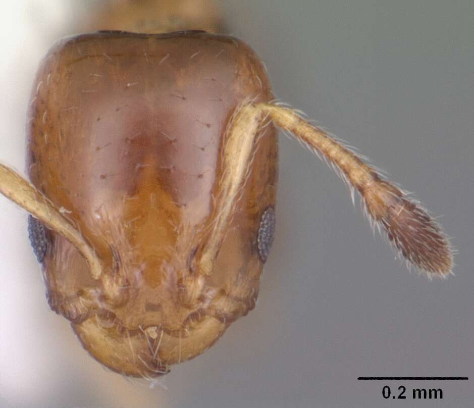 Plancia ëd Xenomyrmex floridanus Emery 1895