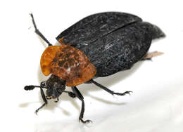 صورة Oiceoptoma thoracicum (Linnaeus 1758)