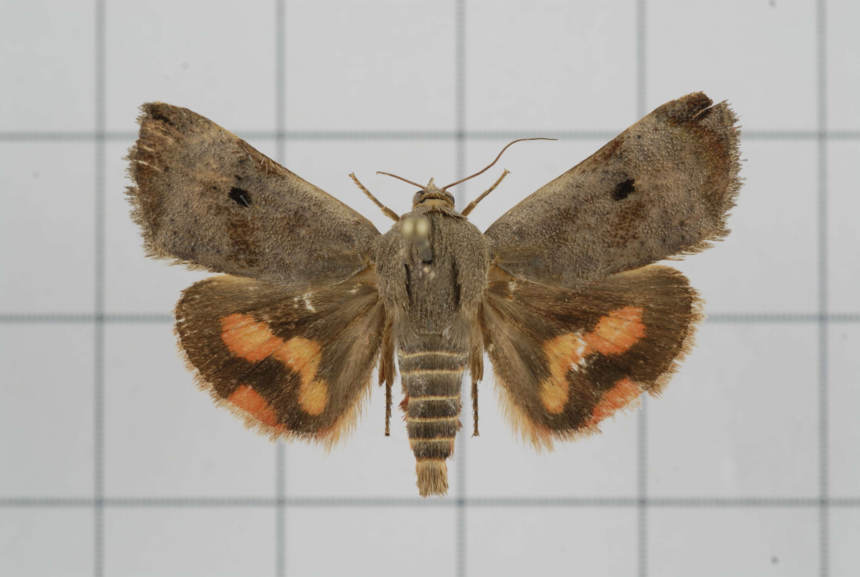 Image of Moth