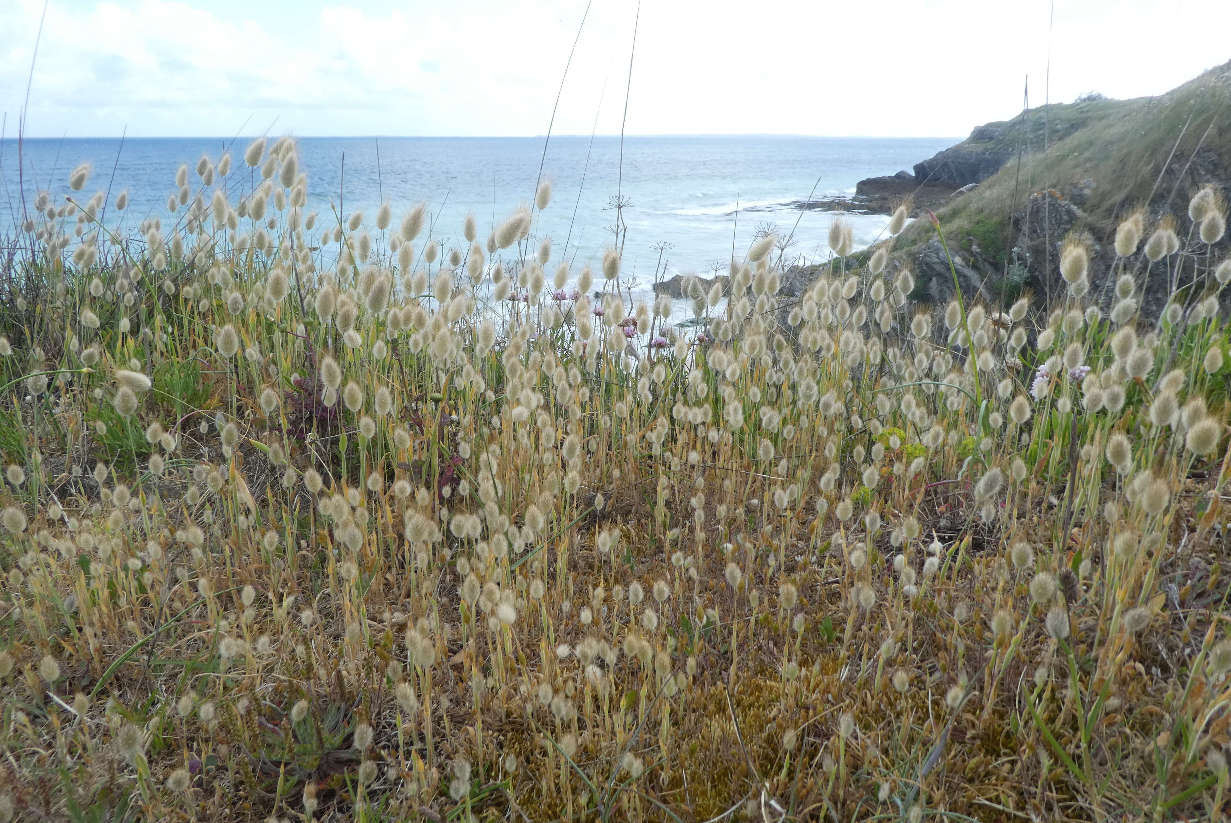 Image of harestail grass