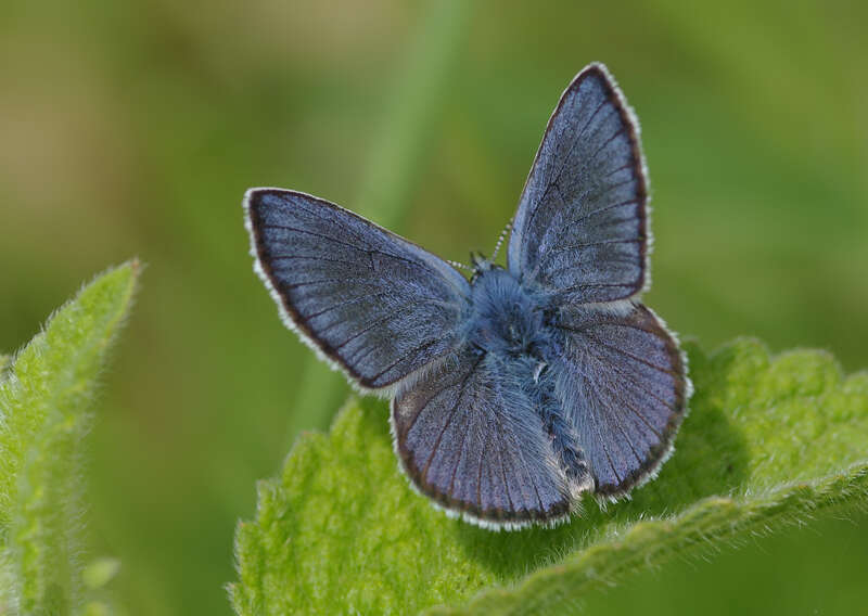 Sivun Cyaniris bellis kuva