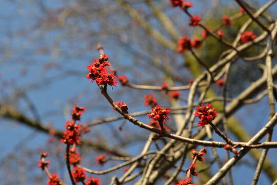 Imagem de Acer saccharinum L.