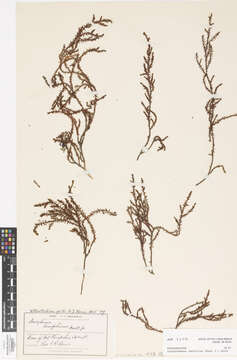 Image of Lepidothamnus laxifolius (Hook. fil.) Quinn