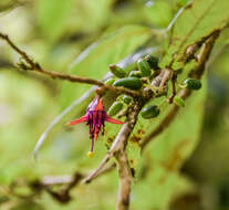 Imagem de Fuchsia excorticata (J. R. & G. Forst.) L. fil.