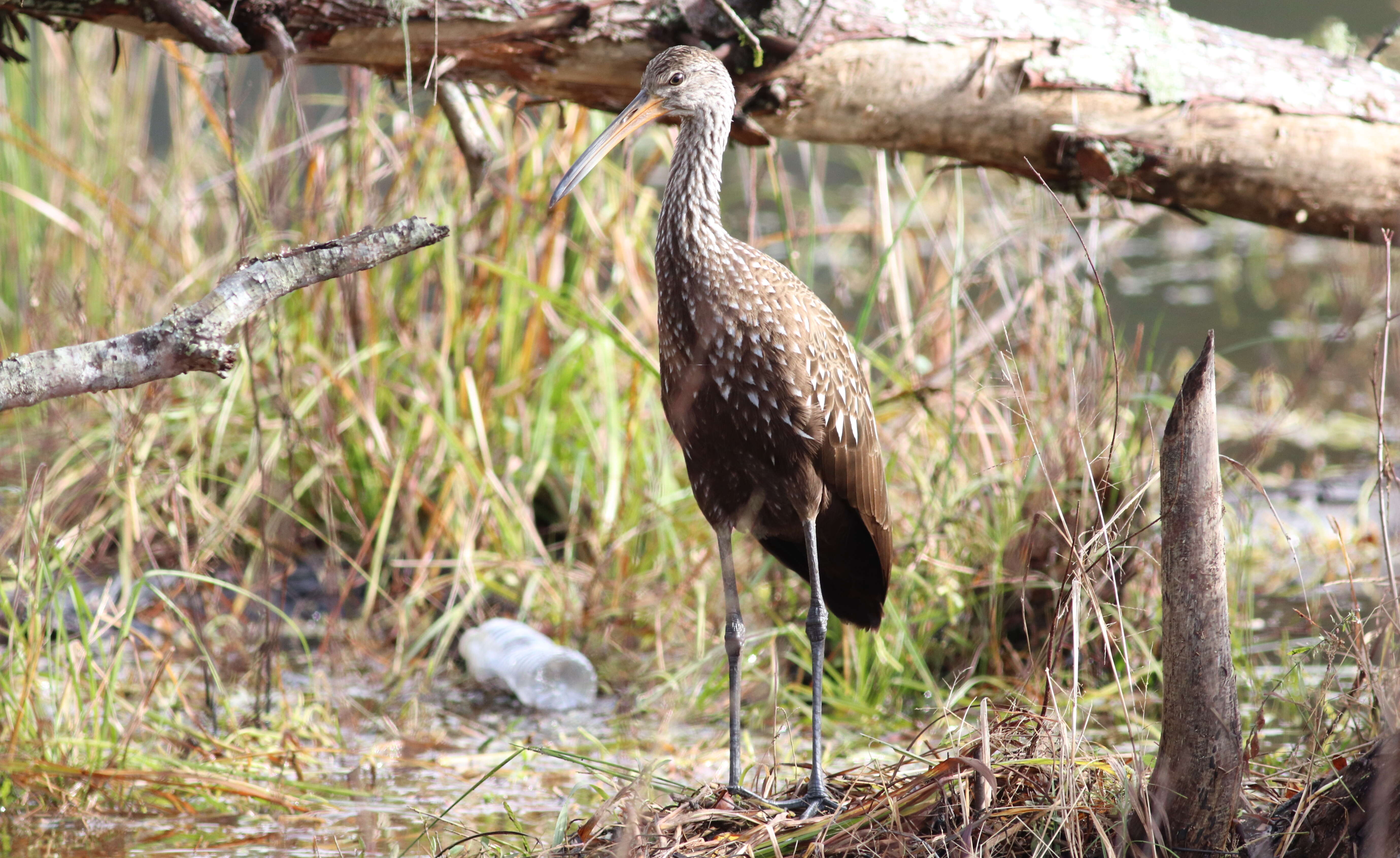 Image of limpkins