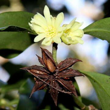 Imagem de Illicium anisatum L.