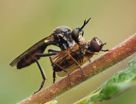 Image of Dioctria rufipes (Scopoli 1763)