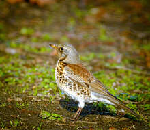 Image of Fieldfare