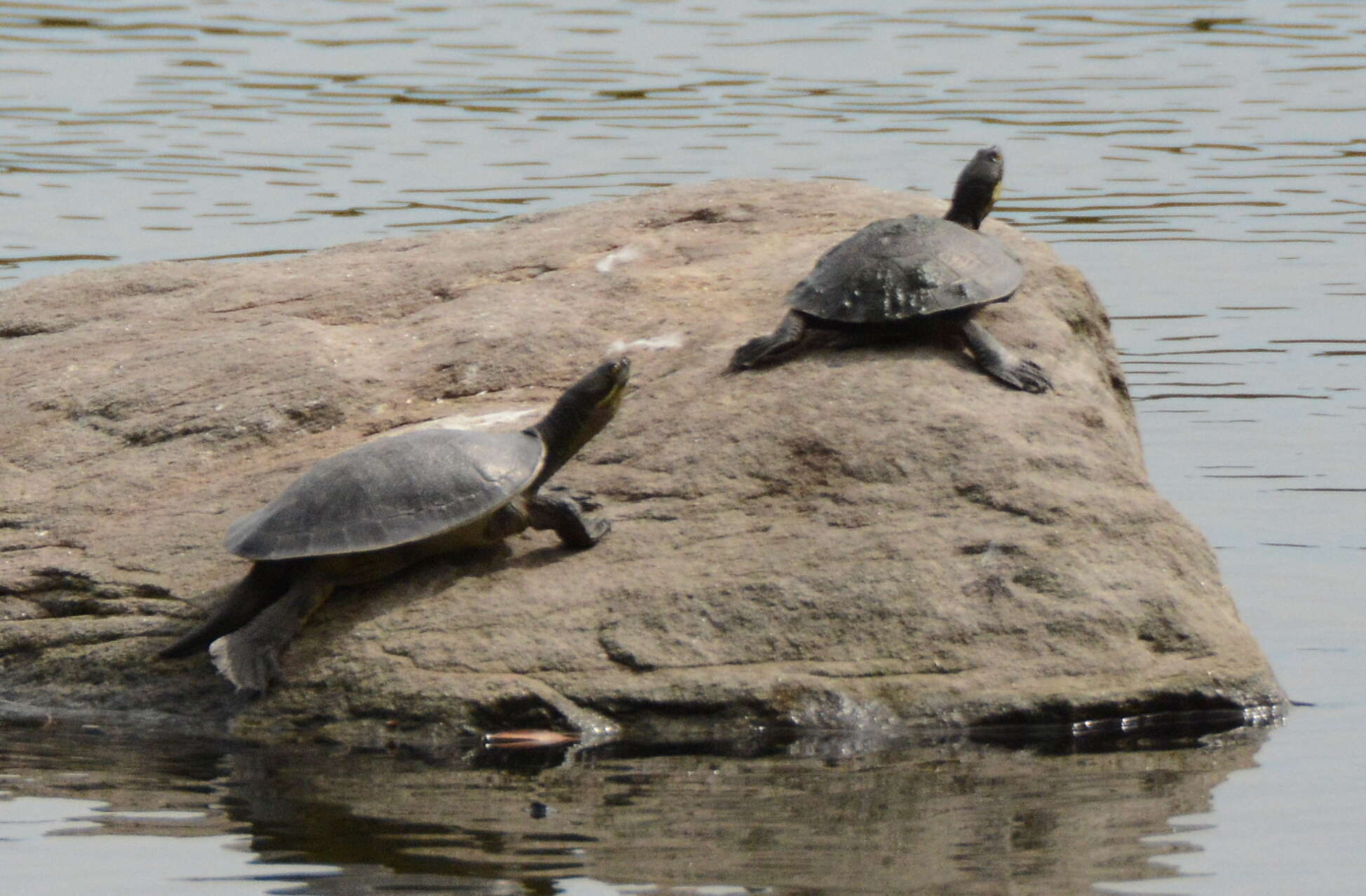 Image of Murray River Turtle