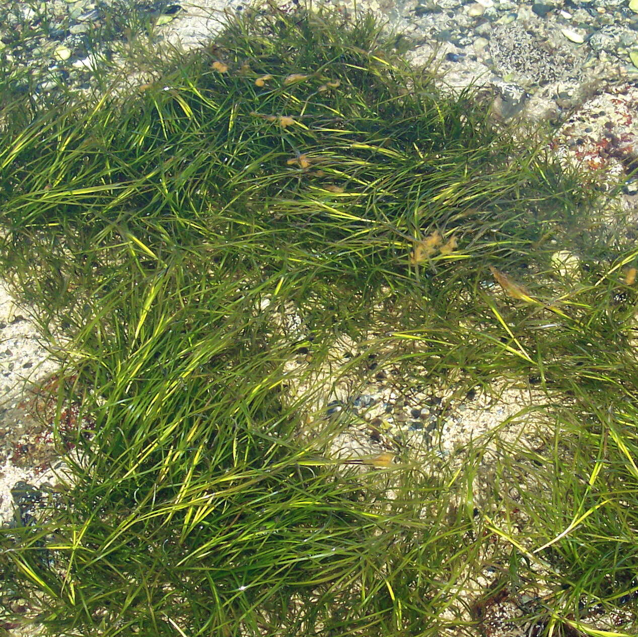 Image of Eelgrass