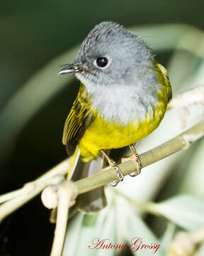 Image of Canary-flycatcher