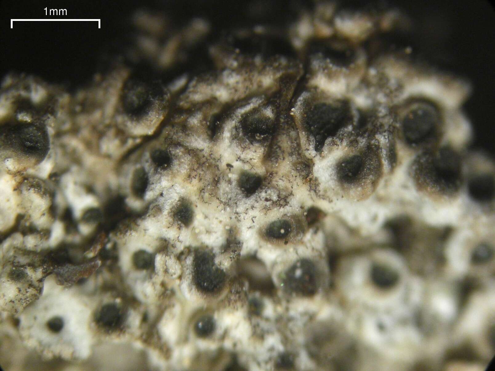 Image of False sunken disk lichen;   Megaspora lichen