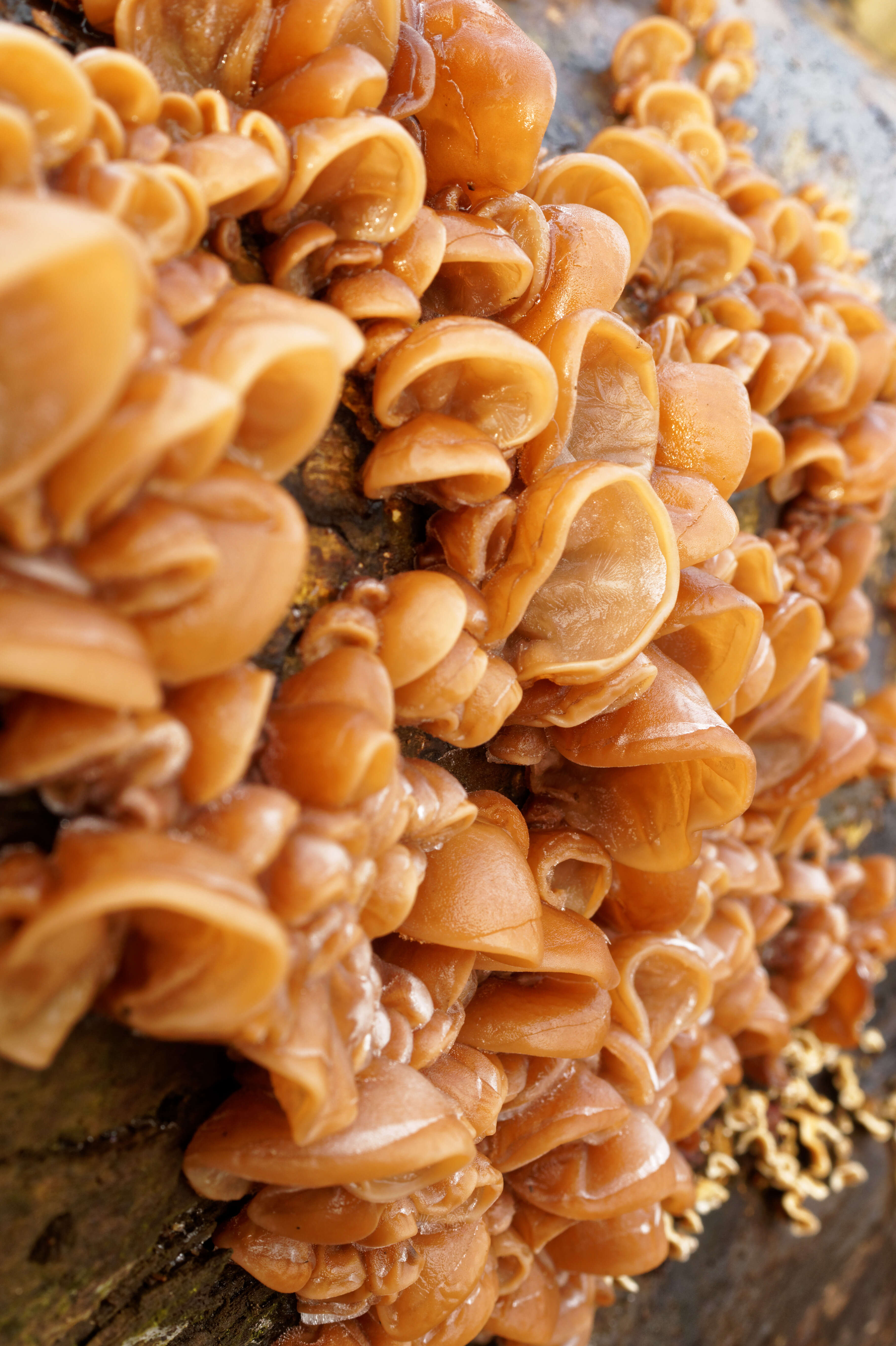 Image of ear fungus