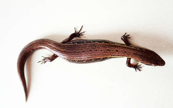 Image of Copper skink