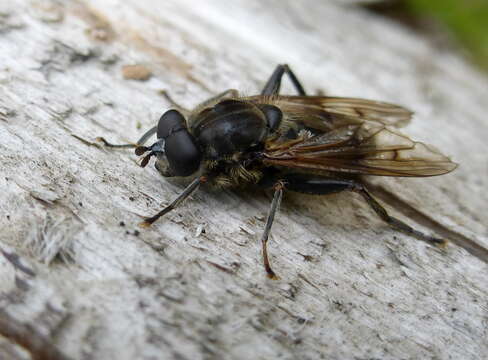 Imagem de Chalcosyrphus eunotus (Loew 1873)