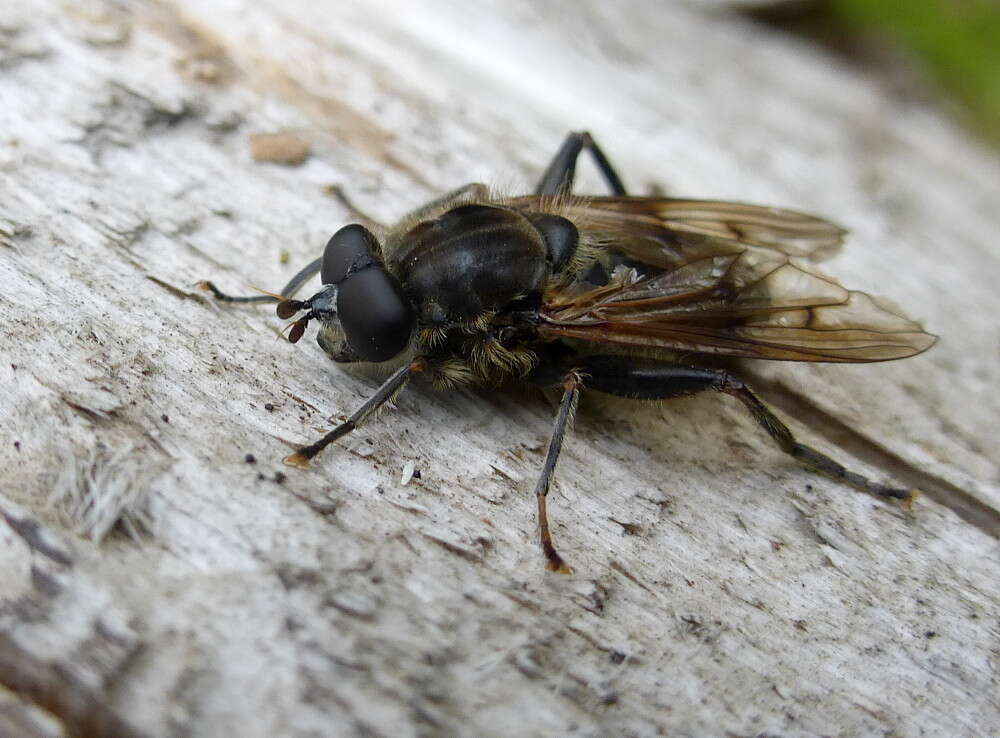 Image of Chalcosyrphus eunotus (Loew 1873)