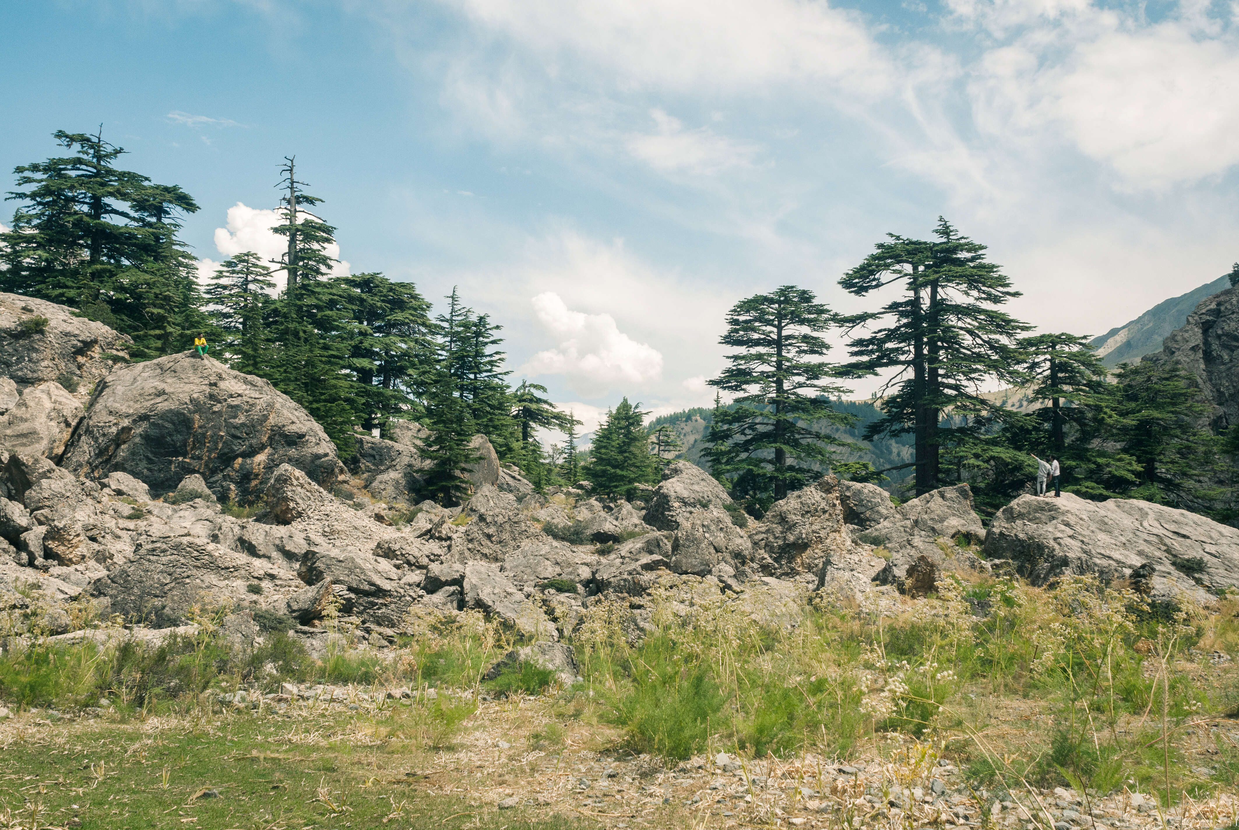 Image of Deodar cedar