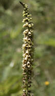 Слика од Digitalis ferruginea L.