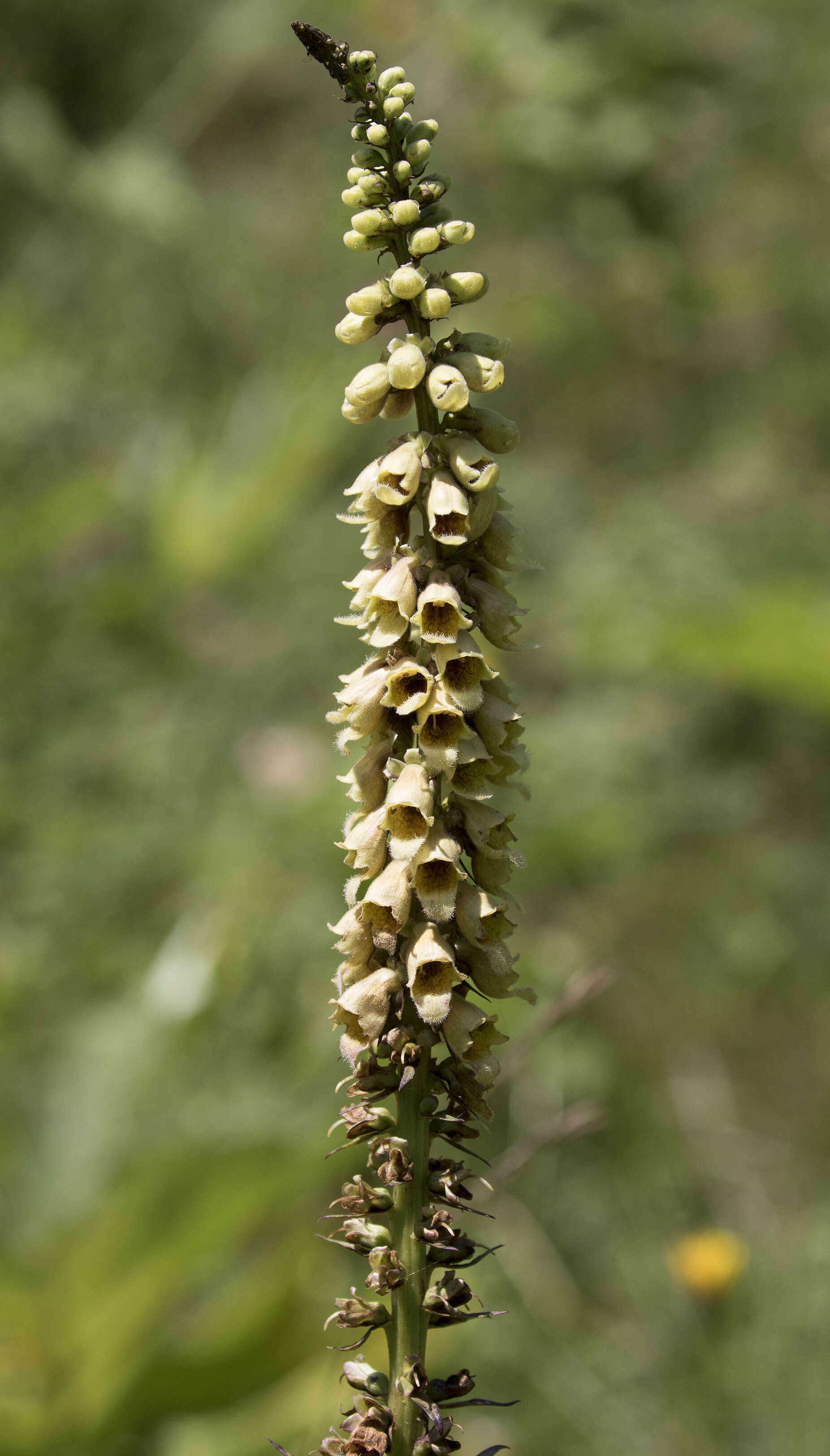 Слика од Digitalis ferruginea L.