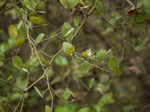 Image de Capparis sepiaria L.