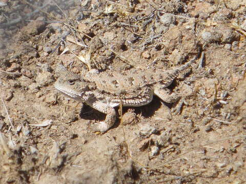 Image of Greater Short-horned Lizard