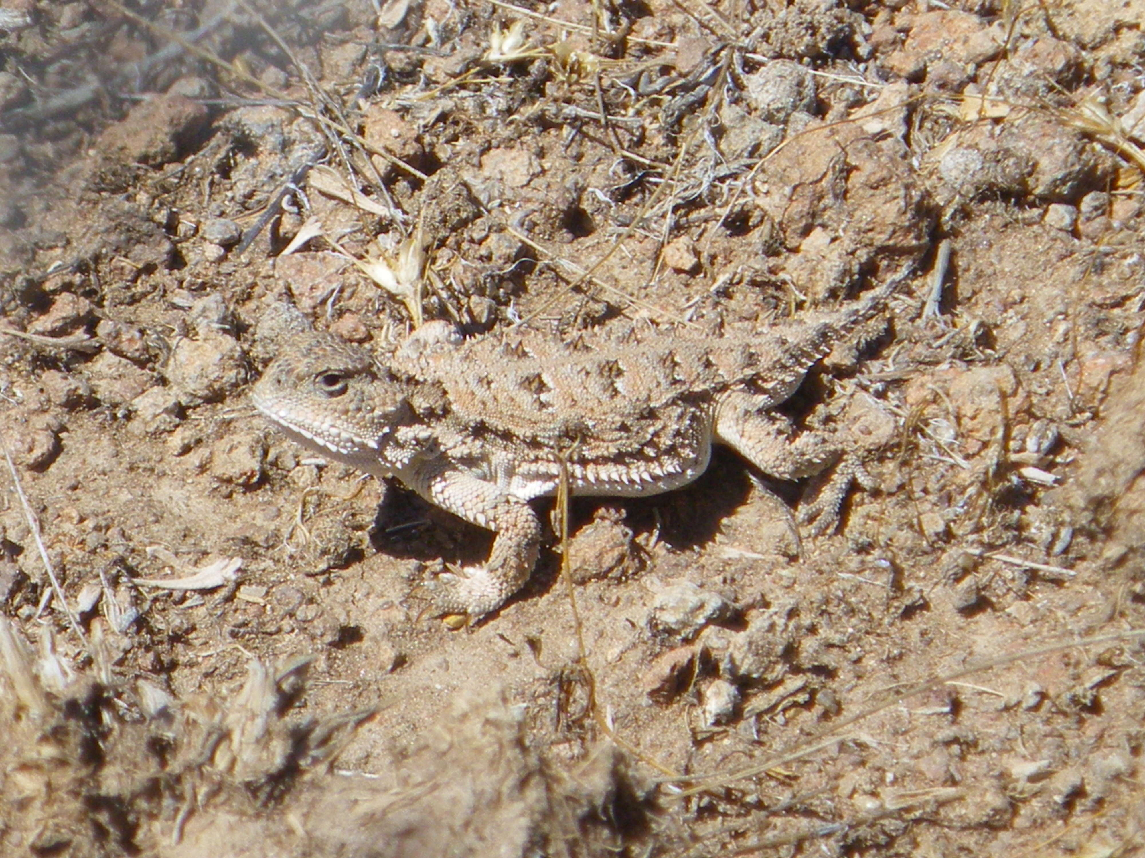 Image of Greater Short-horned Lizard