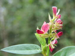 Plancia ëd Alysicarpus vaginalis (L.) DC.