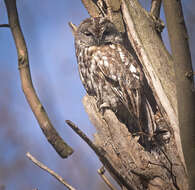 Image of Tawny Owl