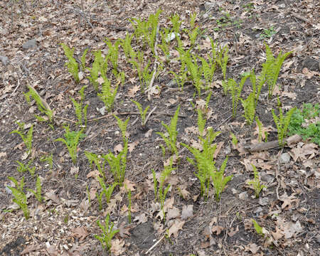 Image of ostrich fern