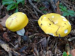 Image of yellow swamp brittlegill