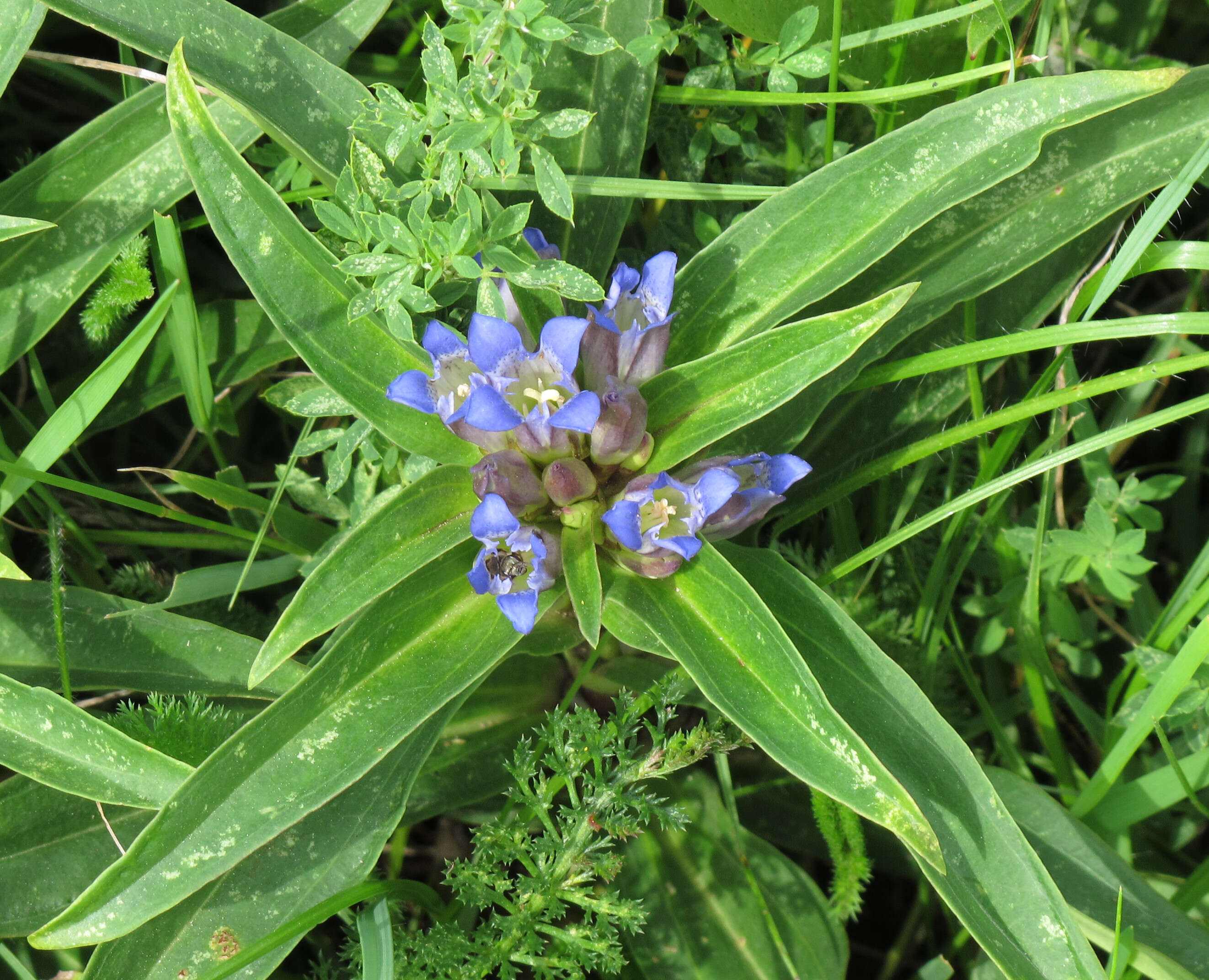 Image of Cross gentian