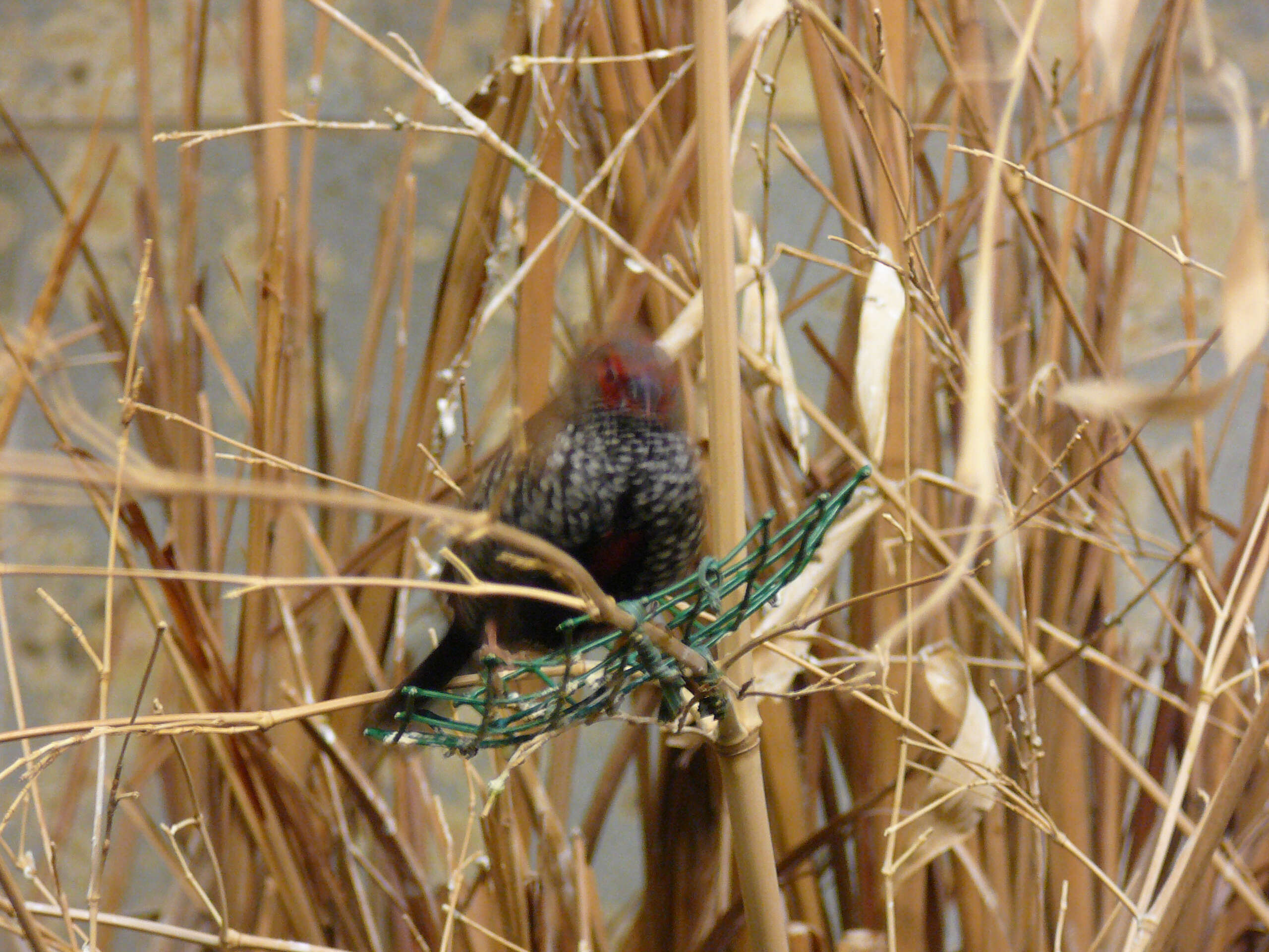 Image of Painted Finch