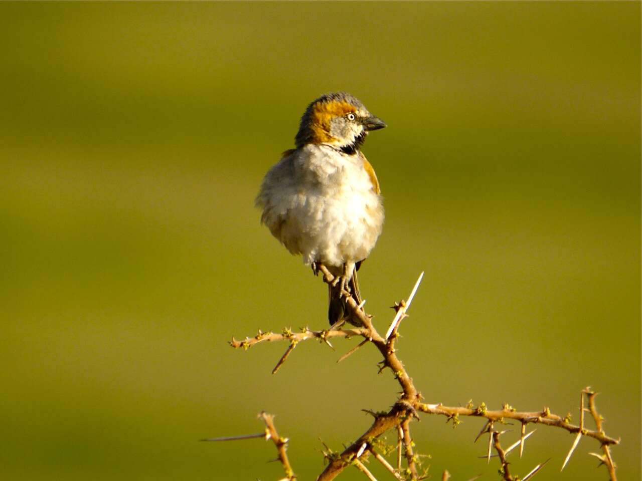 Image of Kenya Rufous-Sparrow