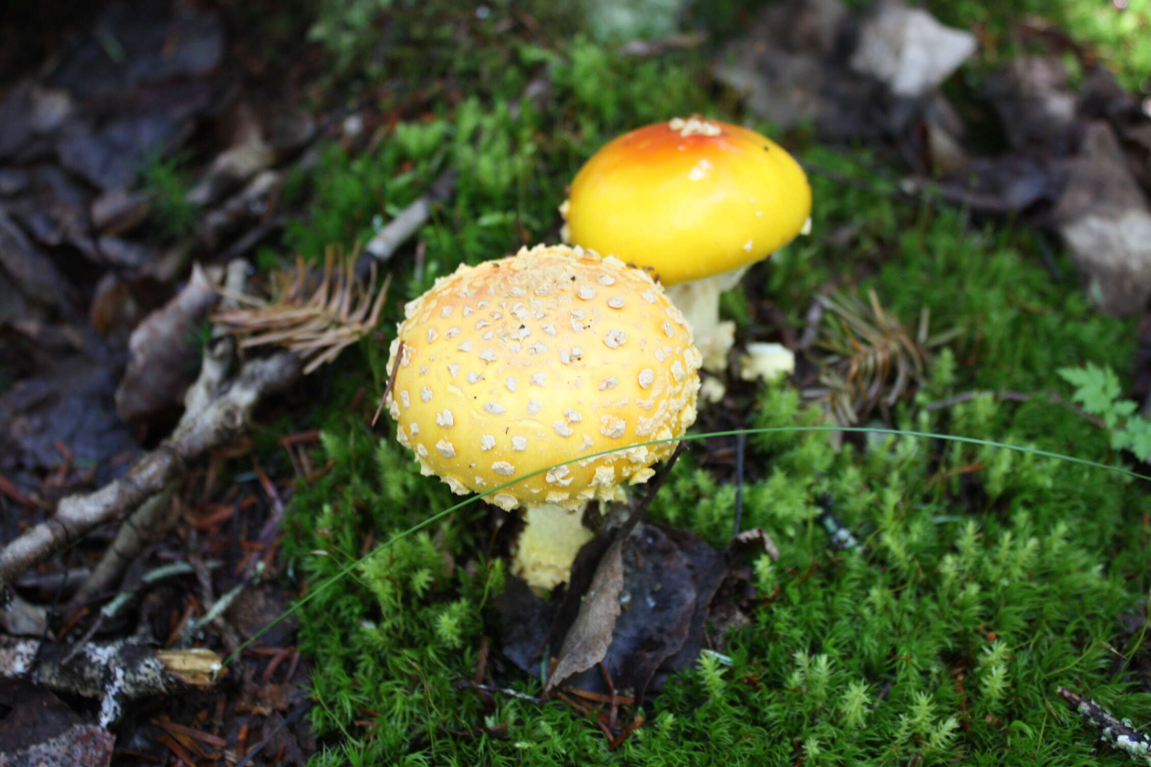 Image of Amanita muscaria var. formosa