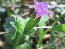 Image of Lungwort