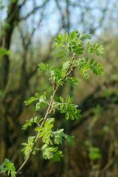 Image of Siberian peashrub