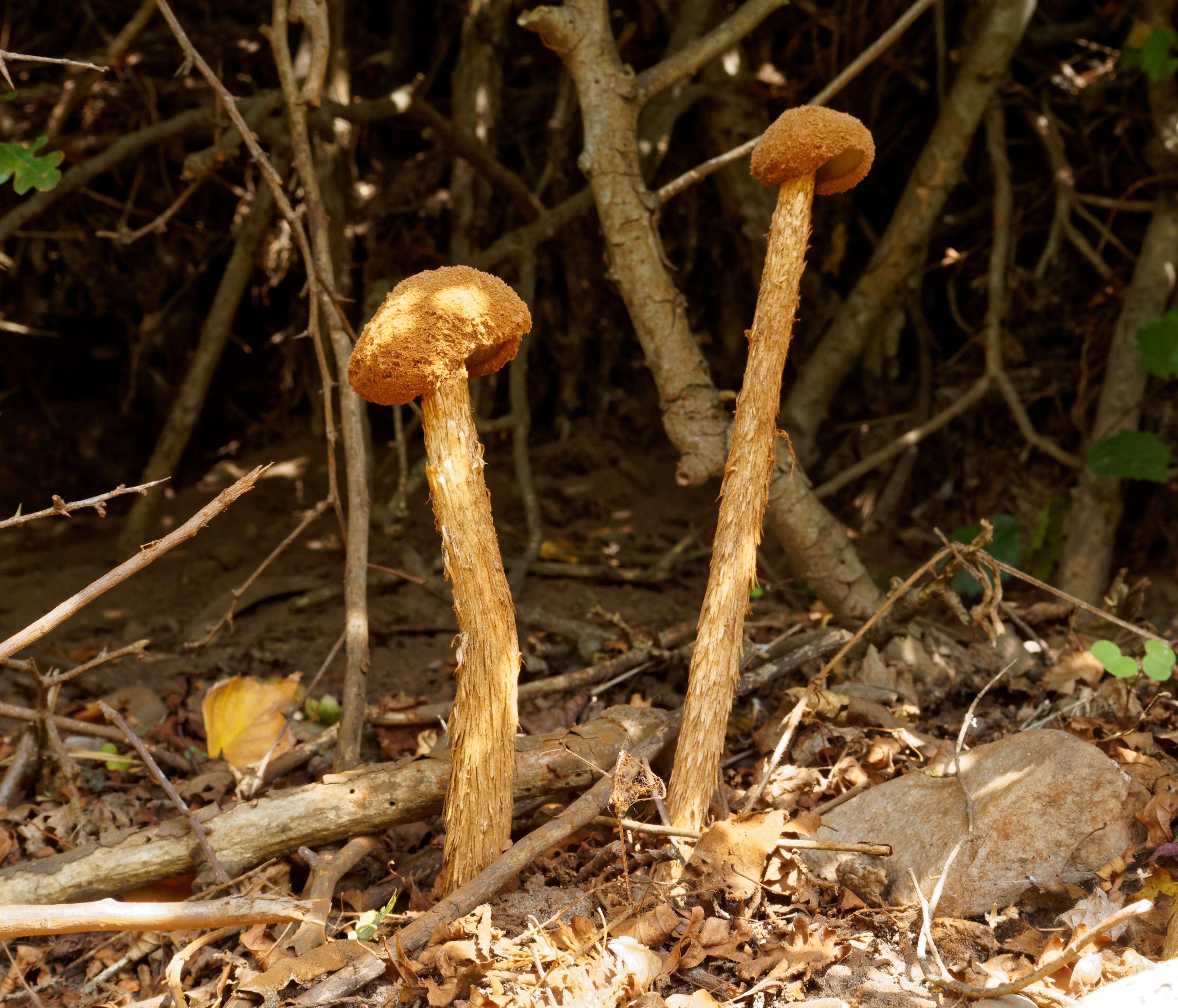 Imagem de Battarrea phalloides (Dicks.) Pers. 1801