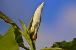 Image of Umbrella Magnolia