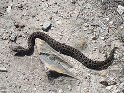 Bitis atropos (Linnaeus 1758) resmi