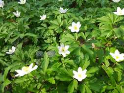 Imagem de Anemone nemorosa L.