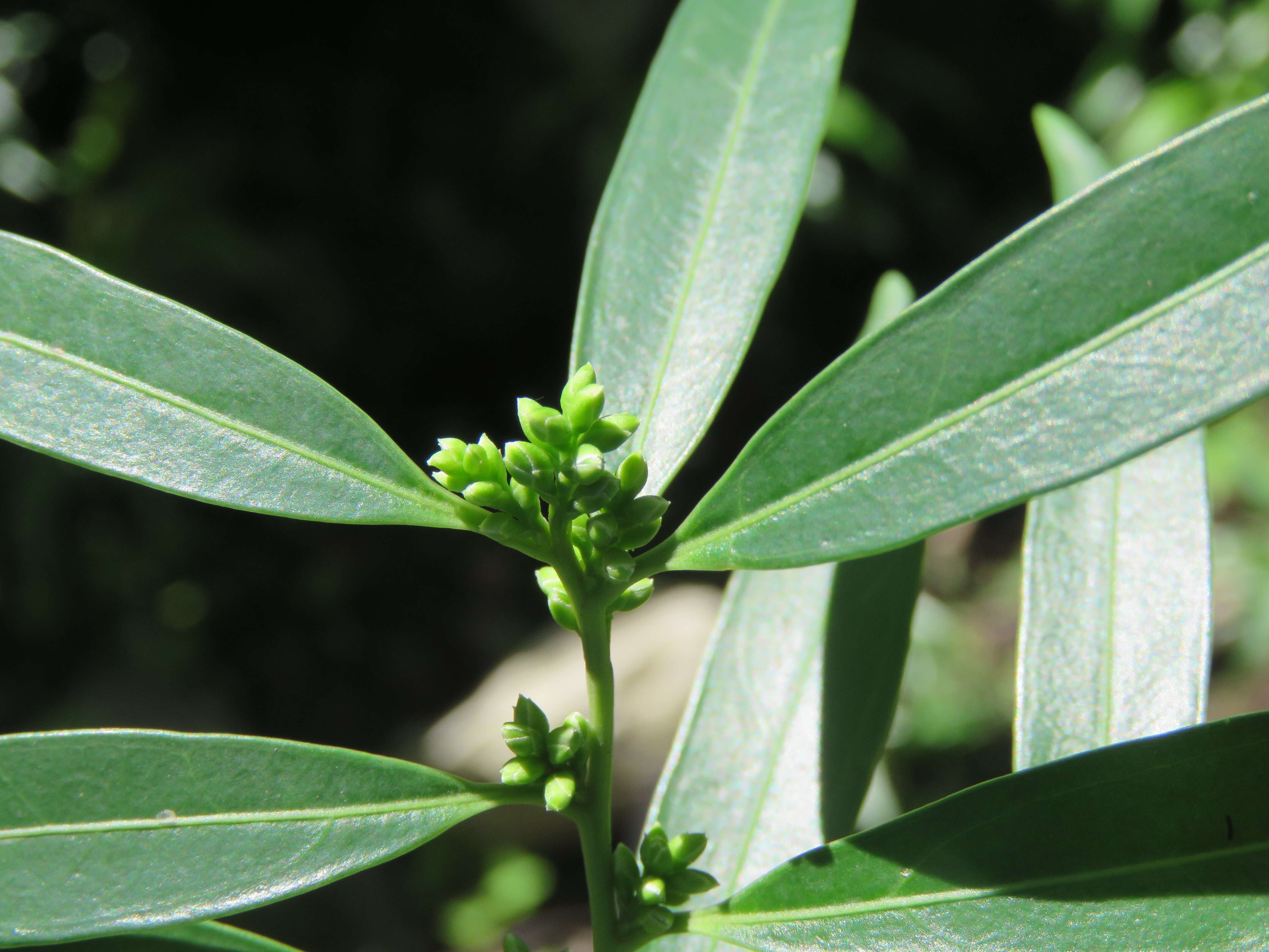 Image of Sarcococca saligna (D. Don) Müll. Arg.