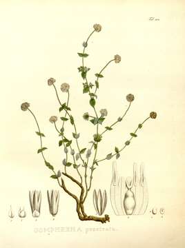 Image of Gomphrena prostrata Mart.