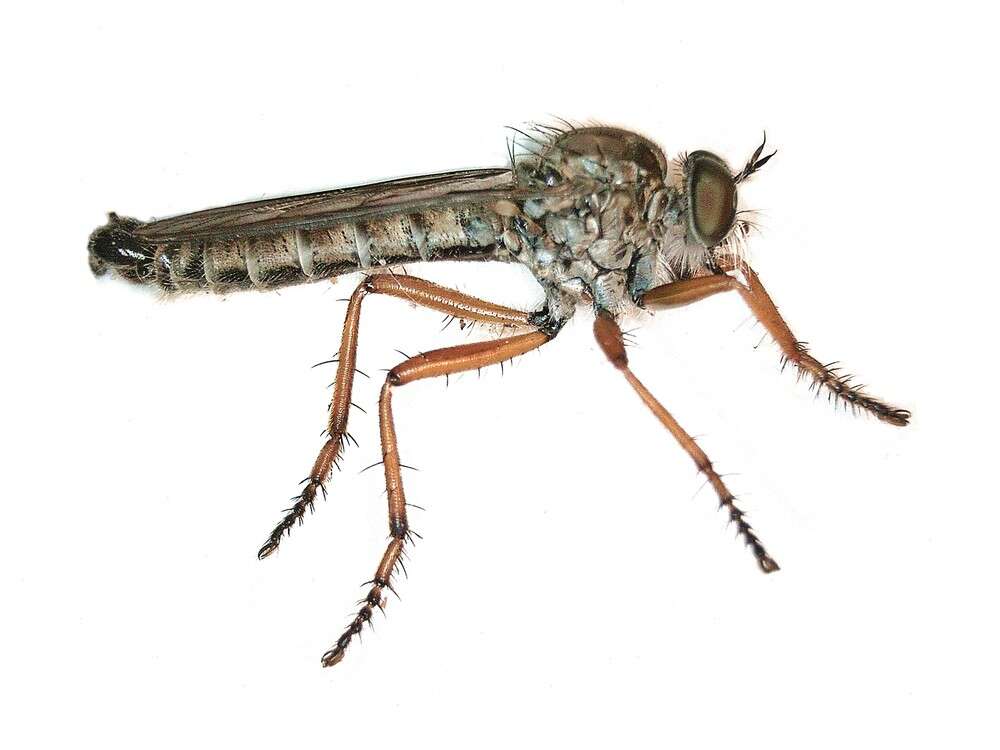 Image of Devon Red-legged Robber Fly