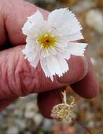 Image of New Mexico plumeseed