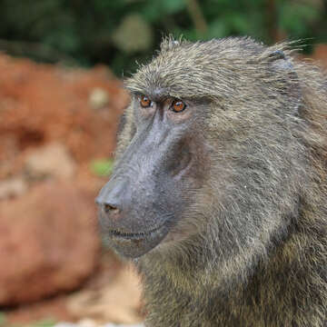 Image of Anubis Baboon