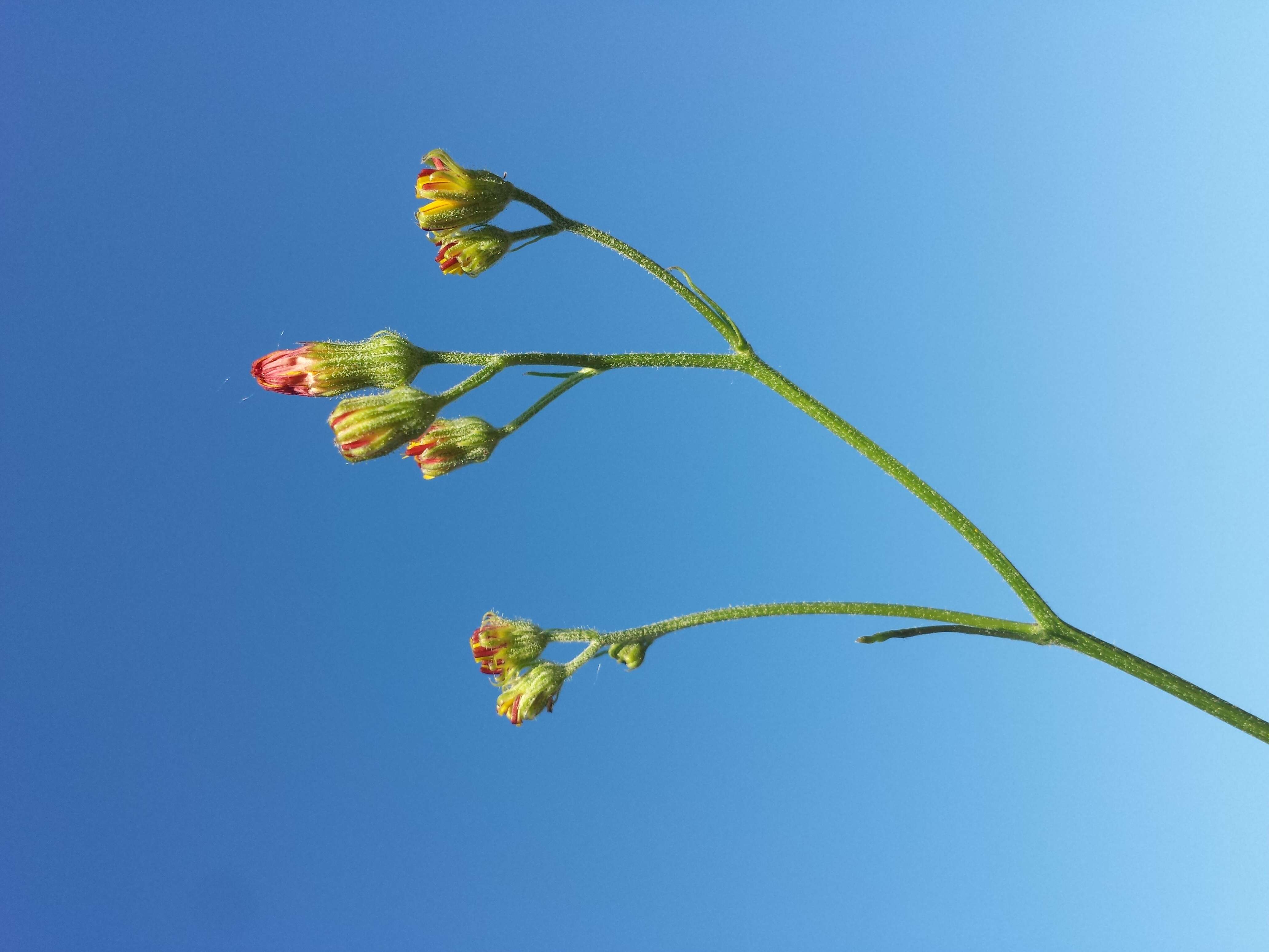 Image of smooth hawksbeard