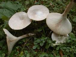 Слика од Clitocybe gibba (Pers.) P. Kumm. 1871