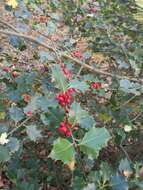 Image of English holly