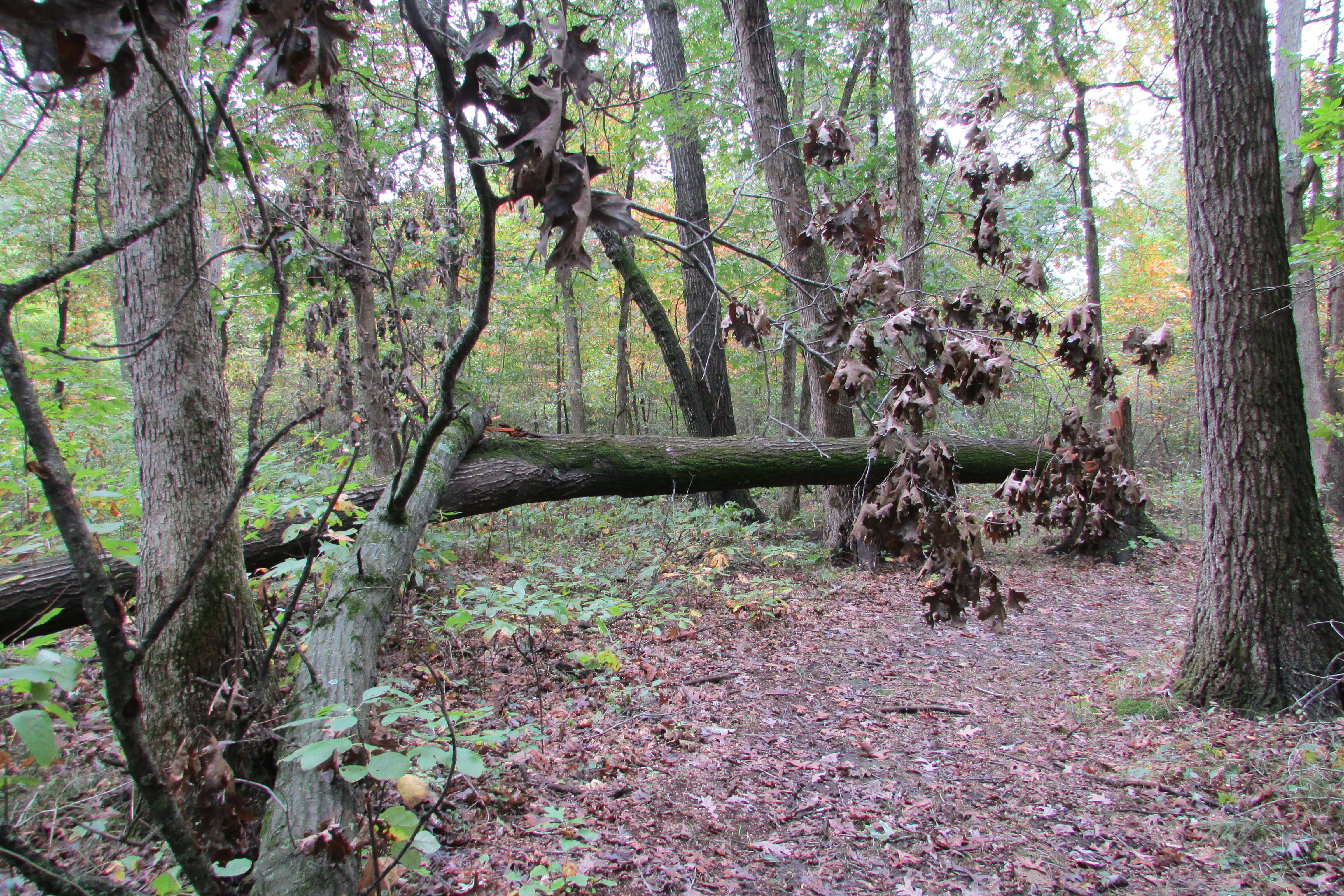 Слика од Quercus velutina Lam.